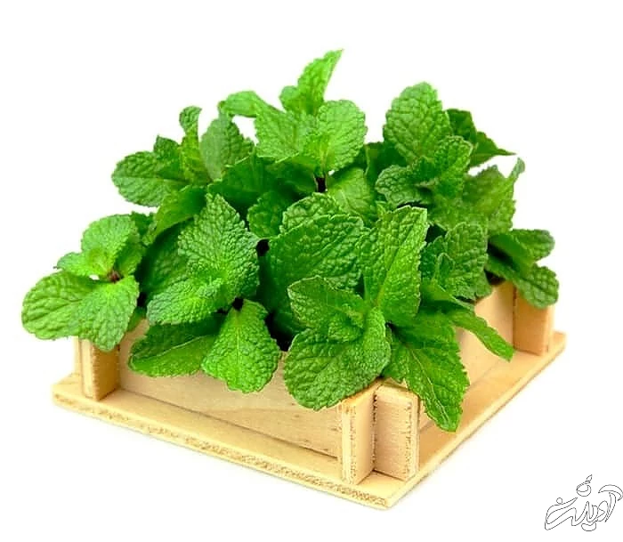 درمان خانگی سردرد عصبی  آب نعناع